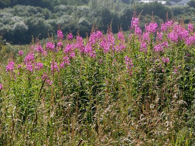 Imagem de Epilobium angustifolium L.