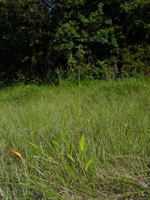 Image of <i>Alisma</i> lanceolatum × Alisma <i>plantago-aquatica</i>