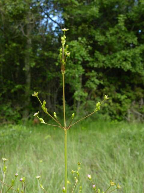 Image of <i>Alisma</i> lanceolatum × Alisma <i>plantago-aquatica</i>