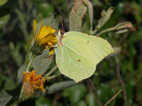 Imagem de Gonepteryx