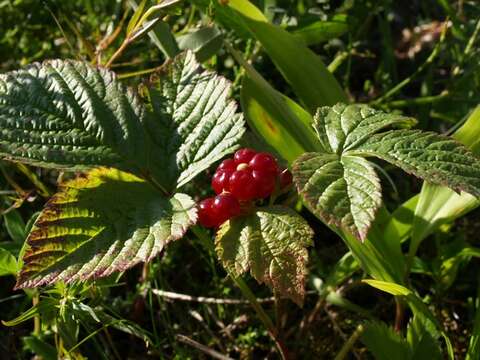 Rubus saxatilis L. resmi