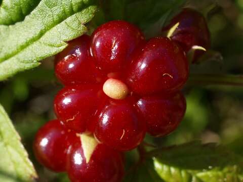 Rubus saxatilis L. resmi