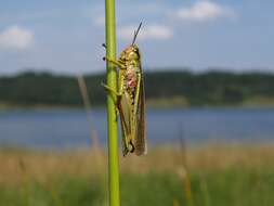 Image of Stethophyma