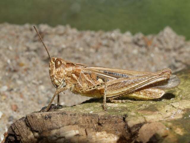 Chorthippus (Glyptobothrus) brunneus (Thunberg 1815)的圖片