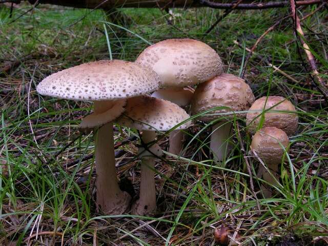 Image of Amanita