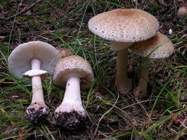 Image of Amanita