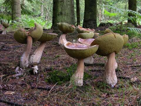 Image of boletes