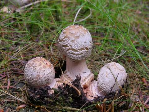 Image of Amanita