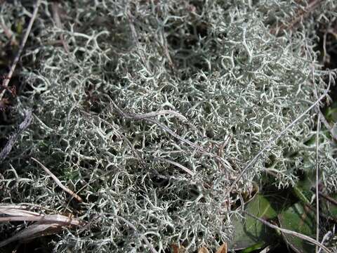 Image of reindeer lichen