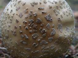 Image of Amanita