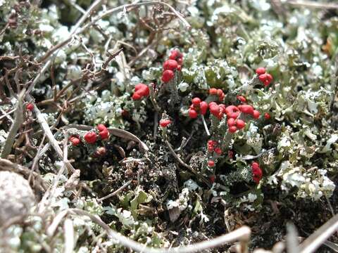 Image of Florke's cup lichen