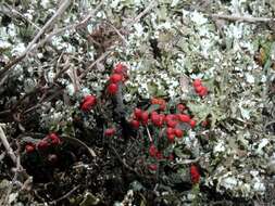 Image of Florke's cup lichen