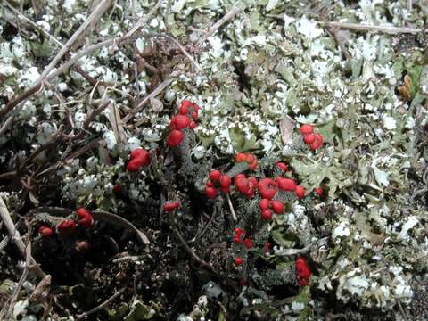 Image of Florke's cup lichen