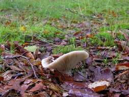 Image of Russula acrifolia Romagn. 1997