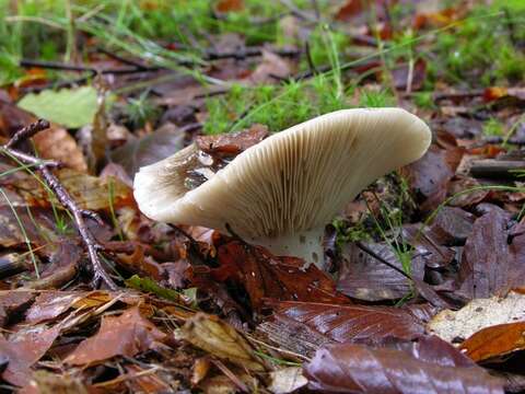 Image of Russula acrifolia Romagn. 1997