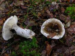 Image de Russula acrifolia Romagn. 1997