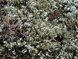 Image of Cladonia foliacea (Huds.) Willd.