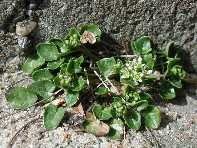 Image of scurvygrass