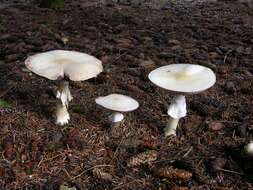 Image of fungus