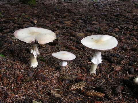 Image of <i>Agaricus silvicola</i>