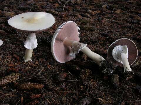 Image de <i>Agaricus silvicola</i>