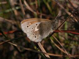 Image of Ringlets