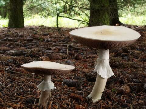 Image of <i>Agaricus silvicola</i>