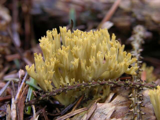 Ramaria eumorpha (P. Karst.) Corner 1950的圖片