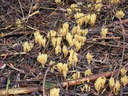 Ramaria eumorpha (P. Karst.) Corner 1950的圖片