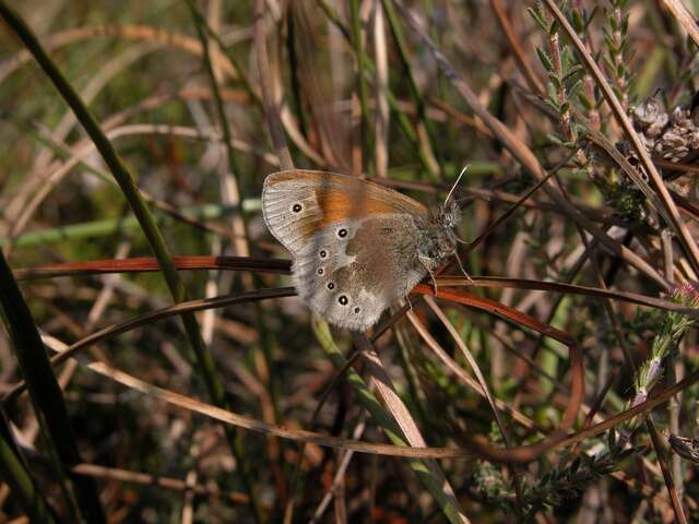 Plancia ëd Coenonympha