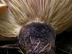 Image of Fungi