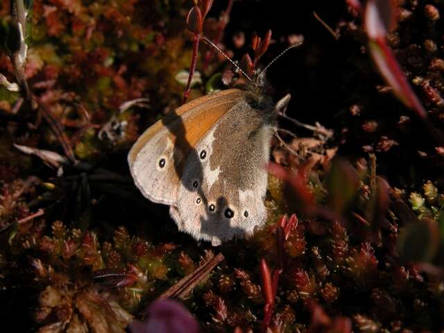 Plancia ëd Coenonympha