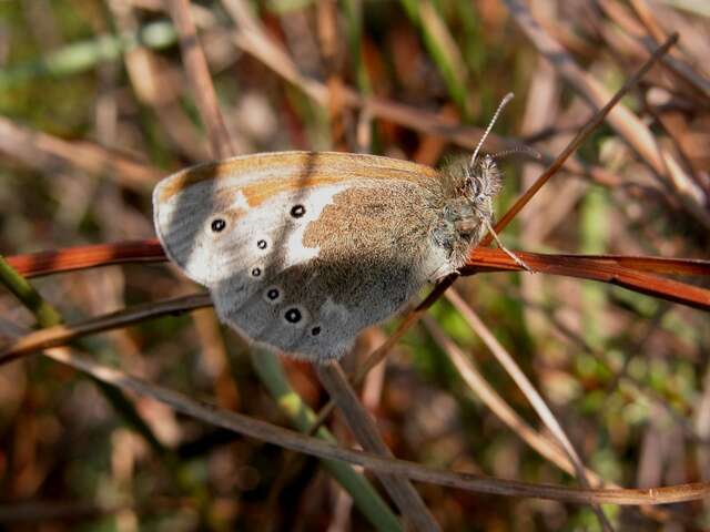 Plancia ëd Coenonympha