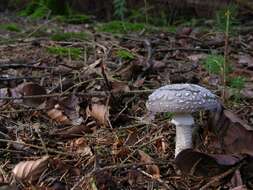 Imagem de Amanita excelsa (Fr.) Bertill. 1866