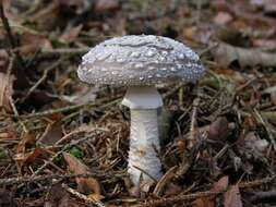 Imagem de Amanita excelsa (Fr.) Bertill. 1866