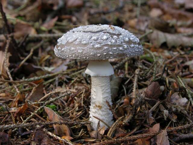 Imagem de Amanita excelsa (Fr.) Bertill. 1866