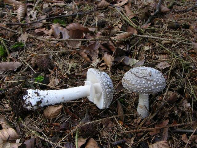 Plancia ëd Amanita excelsa (Fr.) Bertill. 1866