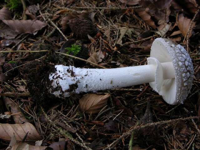 Plancia ëd Amanita excelsa (Fr.) Bertill. 1866