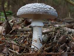 Imagem de Amanita excelsa (Fr.) Bertill. 1866