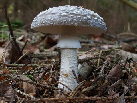 Image of Amanita excelsa (Fr.) Bertill. 1866