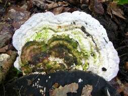 Image of Trametes