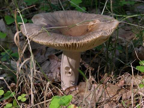 Image of Russula sororia (Fr.) Romell 1891