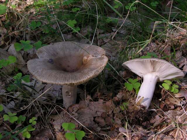 Image of Russula sororia (Fr.) Romell 1891