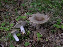 Image of Russula sororia (Fr.) Romell 1891