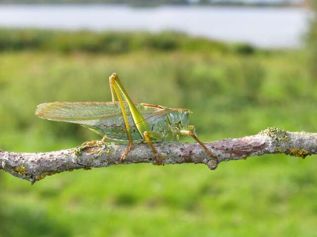 Sivun Tettigonia kuva