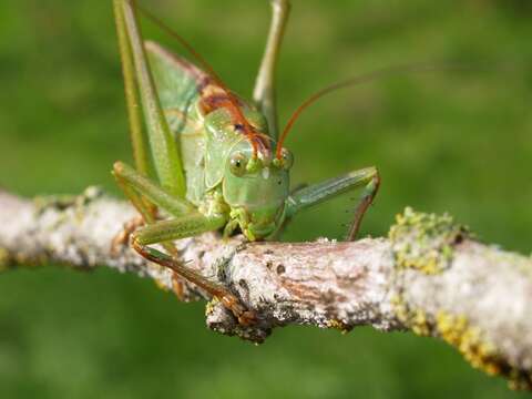 Sivun Tettigonia kuva