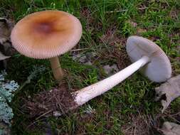 Image of Amanita