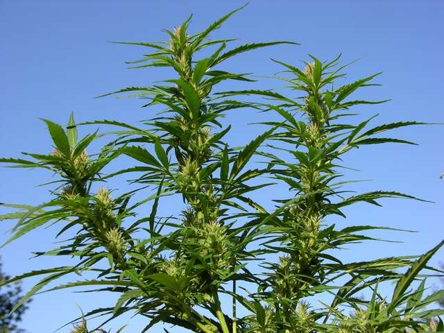 Image of hemp