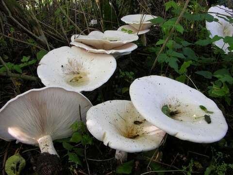 صورة Leucopaxillus