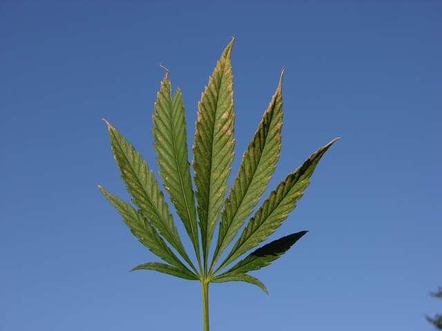 Image de Cannabis